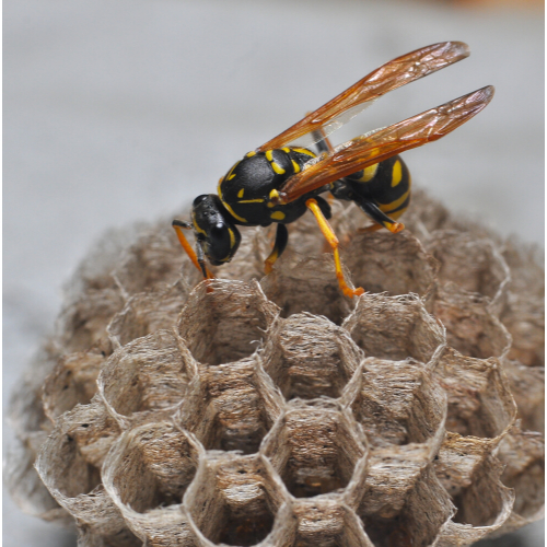 Wasp nest removal merton